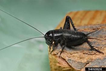 black crickets in the house