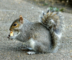 gray squirrels vs red squirrels