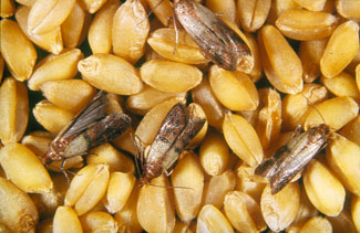 stored food moth pests on peanuts