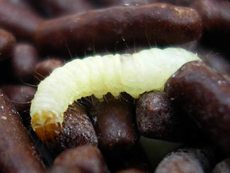 common stored food pest larva