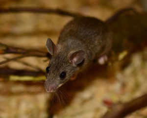 mouse poop or droppings can determine if you have an active infestation