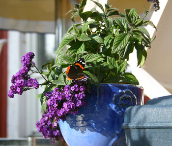avoid bringing pests in the house with houseplants