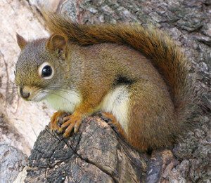 red squirrels vs gray squirrels