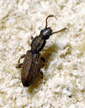 sawtoothed grain beetle feeding on stored food