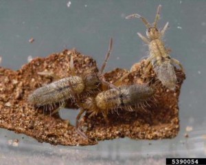 Entomobrya unostrigata springtails