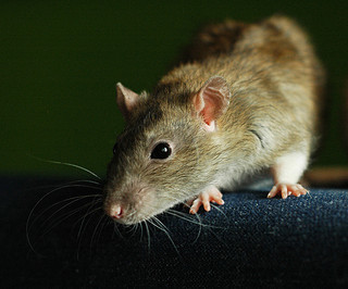 “Do Rats Fill in Their Own Burrows?” - Colonial Pest Control