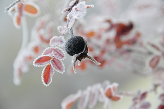 frost on tree