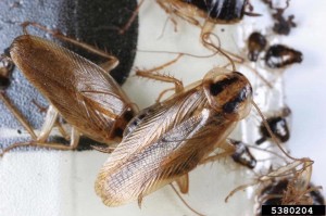 German cockroach which can cause asthma in children and elderly