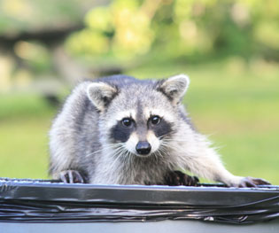 pests can be residential garbage thieves