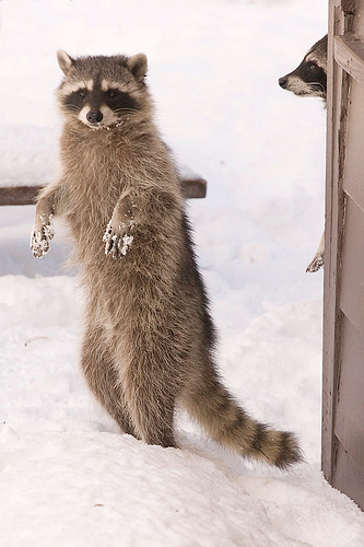 raccoon walking in snow