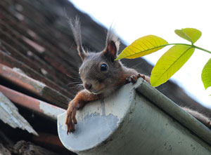 best way to seal squirrels out of your attic