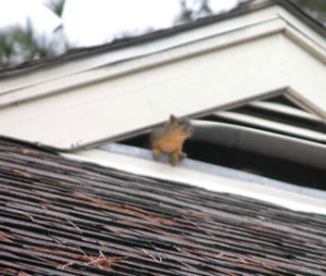 squirrel exiting attic onto roof