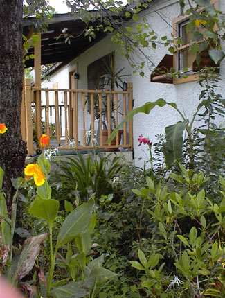 house with wild plants all around