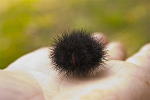fuzzy bear Tiger moth caterpillar in defensive curled position