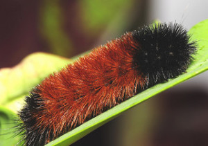 Tiger moth larva caterpillar
