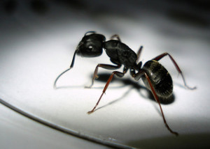 close picture of carpenter ant
