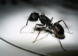black and white close up portrait of an ant