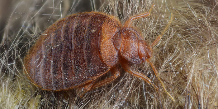 bed bug on host