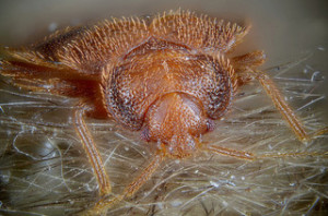 magnification of bed bug face