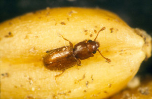 mold eating pest foreign grain beetle
