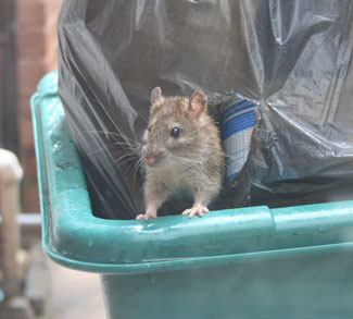 Mouse Stealing from Trash