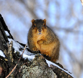 squirrel nest sites in tree