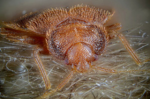 close up of bed bug