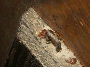 bed bugs hiding on bedframe