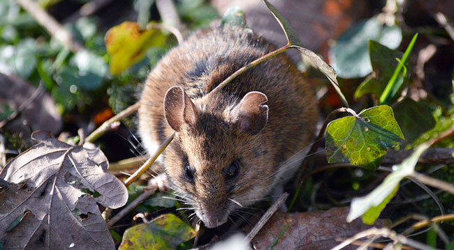 field mouse sitting in foliage