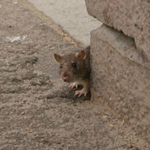 rat on the street