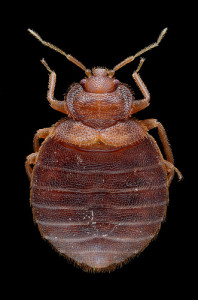 full body close up of a bed bug