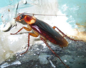 cockroach feeding on bait gel