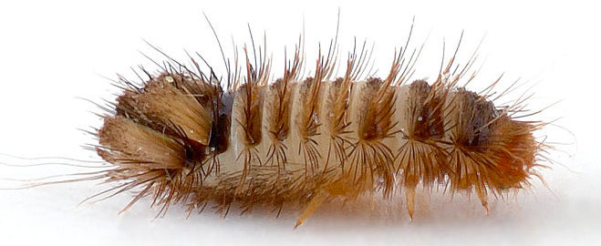 carpet beetle larva