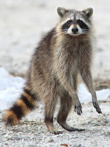 raccoon standing on two feet in the snow