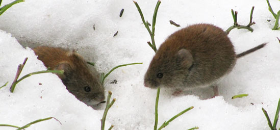 Winter-voles