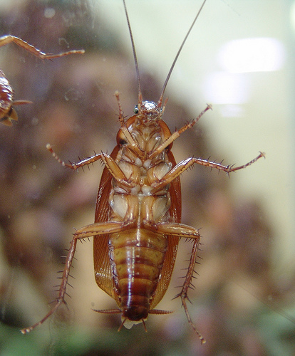 cockroach on a window