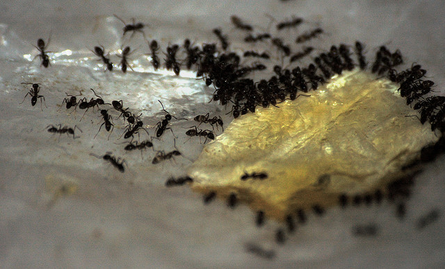 ant baits destroy colonies
