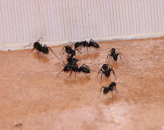 ants in group on floor