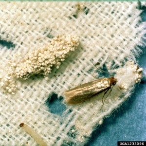 clothes moths on wool garment