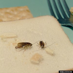 cockroaches on white bread
