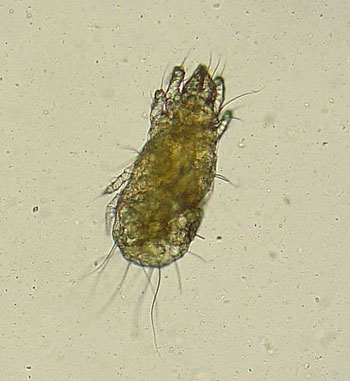 close up of grain mite bug