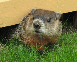 woodchuck poking its head out from underneath deck