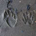 raccoon tracks in the mud