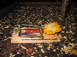 Glue Traps vs. Snap Traps? - F&W Pest Control