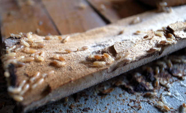 termite infestation on doorway frame