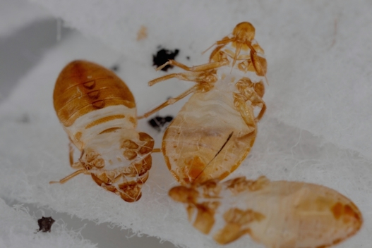 Bed Bug Stains Evidence Of An Infestation Pestseek