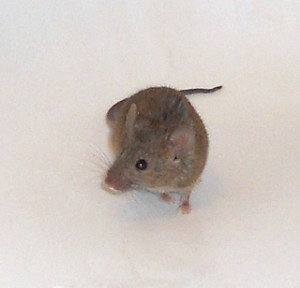 mouse running on the floor