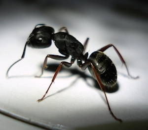 carpenter ant