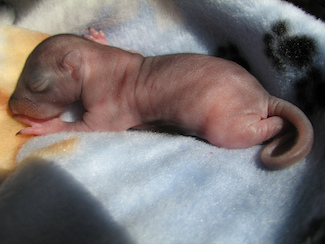 baby gray squirrel