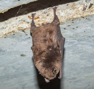 bat hanging in roof